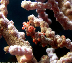 Mini Sea Horse
taken in Mindoro Philippine  by Ping-Ying Wu 